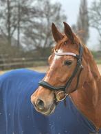 Lieve elite KWPN fok/recreatie paard, Dieren en Toebehoren, Paarden, Merrie, Gechipt, L, 11 jaar of ouder
