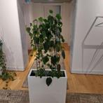 Hydroplant in pot 69x26xH170 cm, 1 stuk, 99 euro/ stuk, Huis en Inrichting, Kamerplanten, Overige soorten, 150 tot 200 cm, Halfschaduw