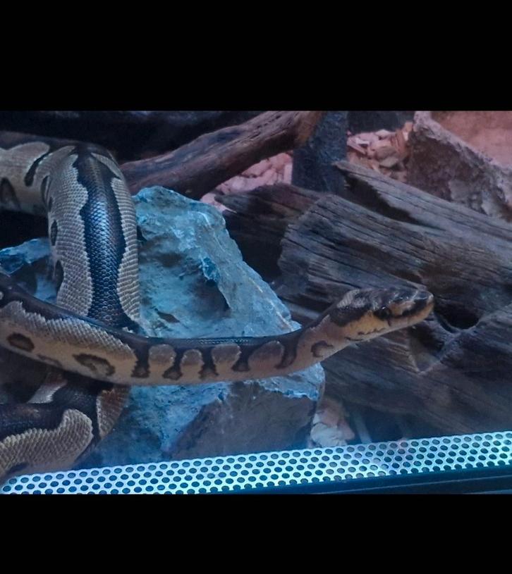 Koningspython TE KOOP !, Dieren en Toebehoren, Reptielen en Amfibieën, Slang, 0 tot 2 jaar, Met terrarium