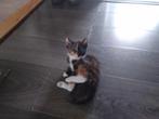 Kittens verschillend, Dieren en Toebehoren, Kortharig, 0 tot 2 jaar