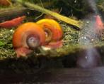 Roze Ramshoorn slakken, Dieren en Toebehoren, Vissen | Aquariumvissen, Slak of Weekdier