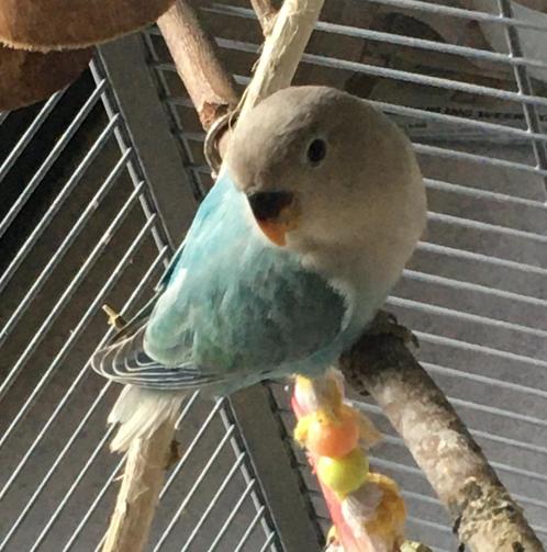 dwergpapegaai om tam te maken (eventueel met kooi), Dieren en Toebehoren, Vogels | Parkieten en Papegaaien, Dwergpapegaai of Agapornis