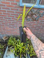 Palmbomen stekjes winterhard (-18), Volle zon, Vaste plant, Zomer, Ophalen