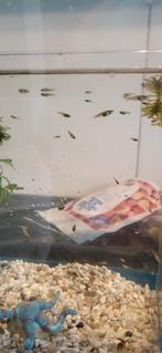 Jonge guppen 0,15/stuk of 10 voor 1eur, Vis, Zoetwatervis