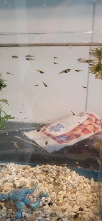 Jonge guppen 0,15/stuk of 10 voor 1eur beschikbaar voor biedingen