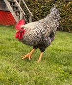 Hanen en hennen te koop, Dieren en Toebehoren, Pluimvee, Meerdere dieren, Kip