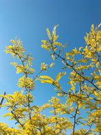 Gleditsia triacanthos 'Sunburst'/ Valse christusdoorn, Ophalen, Volle zon, Overige soorten, Minder dan 100 cm