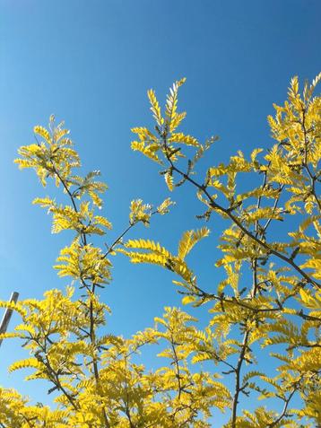 Gleditsia triacanthos 'Sunburst'/ Valse christusdoorn beschikbaar voor biedingen