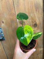 Monstera deliciosa variegata plant aurea yellow lemon mint, Huis en Inrichting, Ophalen of Verzenden, Halfschaduw, Minder dan 100 cm