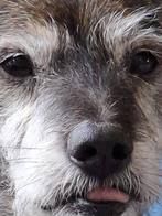 HzH- LEANNE (NL) leuk vrouwtje zoekt nieuw thuis, 6 jaar of ouder, Particulier, Rabiës (hondsdolheid), Buitenland