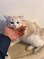Britste korthaar, Dieren en Toebehoren, Katten en Kittens | Raskatten | Korthaar, Kater