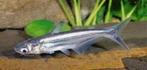 blauwe haai en zoenvis, Dieren en Toebehoren, Vissen | Aquariumvissen, Vis