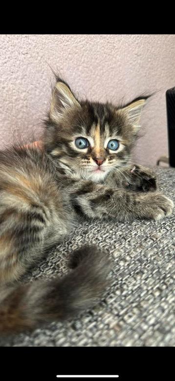 Main coon XXL  beschikbaar voor biedingen