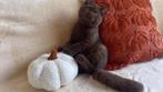 Met stamboom: Brits Korthaar kitten (chocolade, kater), Dieren en Toebehoren, Katten en Kittens | Raskatten | Korthaar, Kater