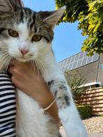 Halve maine coon kitten, Dieren en Toebehoren, Katten en Kittens | Raskatten | Langhaar, Kater, Ontwormd, 0 tot 2 jaar