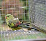 Berg parkiet Pop, Dieren en Toebehoren, Vogels | Parkieten en Papegaaien, Vrouwelijk, Parkiet, Geringd