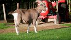 Gecastreerde toggenburger bok CL/CAE vrij Hamel, Dieren en Toebehoren, Mannelijk, Geit, 0 tot 2 jaar