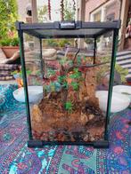 Habistat 20x20x30 terrarium, Dieren en Toebehoren, Reptielen en Amfibieën | Toebehoren, Ophalen, Zo goed als nieuw, Terrarium of Paludarium