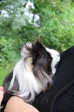Deze lieve cavia mannetje mag weg!, Dieren en Toebehoren, Cavia, April, Mannelijk, Tam