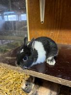 Leuk konijntje!, Dieren en Toebehoren, Konijnen, Mannelijk, Klein, 0 tot 2 jaar