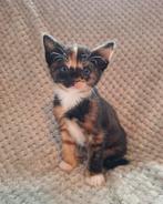 Prachtige, lieve kittens (schildpad, lapjes en rood), Dieren en Toebehoren, Katten en Kittens | Overige Katten, Meerdere dieren