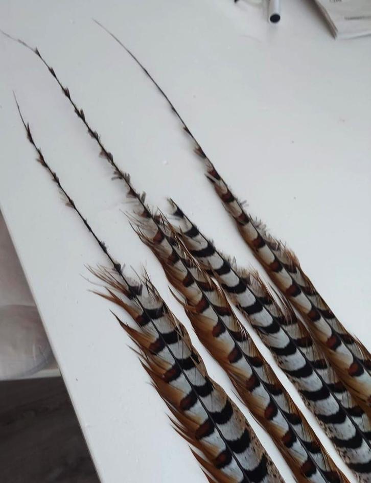 Koningsfazant veren, vier, wel beschadigd, Dieren en Toebehoren, Vogels | Toebehoren, Gebruikt, Ophalen of Verzenden
