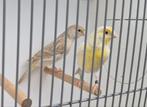 kleurkanaries koppel Isabel geel mozaiek x isabel geel of..., Dieren en Toebehoren, Vogels | Kanaries, Meerdere dieren, Kleurkanarie