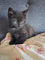 mooie kat, Dieren en Toebehoren, Kater