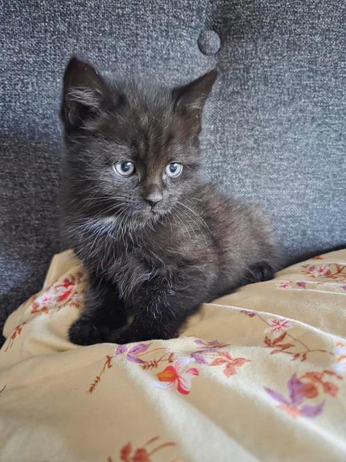 mooie kat, Dieren en Toebehoren, Katten en Kittens | Raskatten | Langhaar, Kater