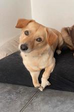 Kleine roemeense kruising zoekt gouden mandje, Particulier, Reu, Buitenland, Parvo