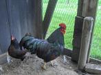 toompje barnevelder krielkippen goud dubbel gezoomd, Meerdere dieren, Kip
