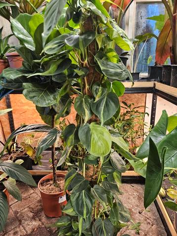 Philodendron scandens 'brasil' beschikbaar voor biedingen