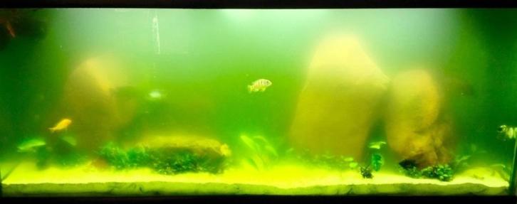 Groen water in uw aquarium, Uni aquariumfilter dood de algen, Dieren en Toebehoren, Vissen | Aquaria en Toebehoren, Nieuw, Filter of Co2