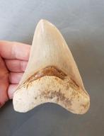 Megalodon tand 12cm, Ophalen of Verzenden