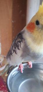 Valkparkiet, Dieren en Toebehoren, Vogels | Parkieten en Papegaaien
