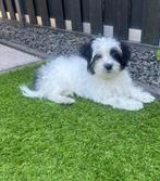 Boomer puppy hond, Dieren en Toebehoren, Honden | Chihuahua's en Gezelschapshonden, Maltezer, CDV (hondenziekte), 8 tot 15 weken