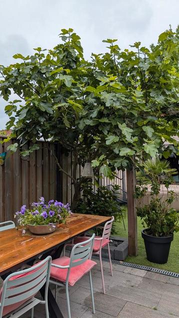Hele grote vijgenboom beschikbaar voor biedingen