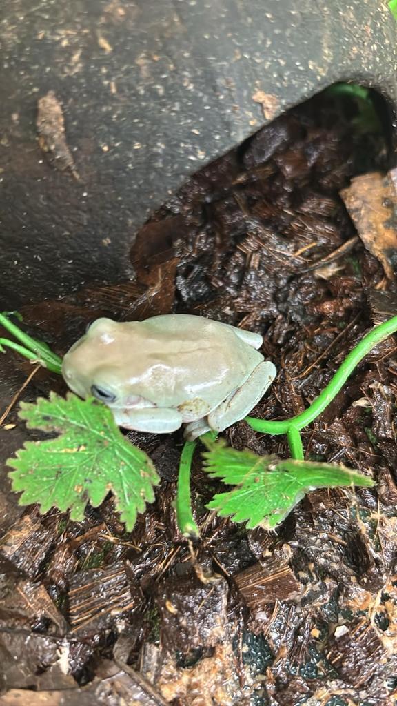 Koraalteenboomkikker litoria caerulea