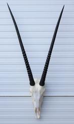 Grote schedel SPIESBOK / ORYX - met kiezen - ref.  F, Ophalen, Gebruikt, Wild dier, Schedel