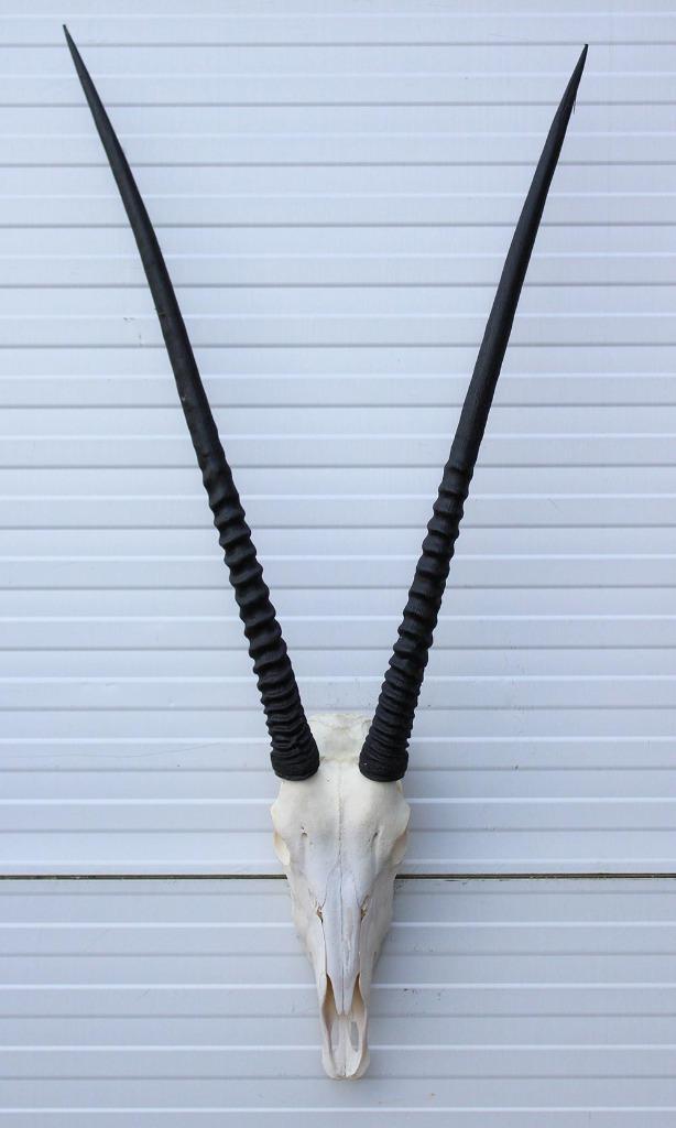 Grote schedel SPIESBOK / ORYX - met kiezen - ref.  F, Verzamelen, Dierenverzamelingen, Gebruikt, Schedel, Wild dier, Ophalen