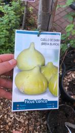 Vijgenboom manshoog, Ophalen, Lente, Volle zon, In pot