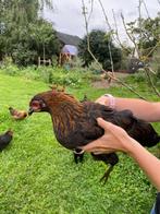Kippen groot hen haan welsumer, Dieren en Toebehoren, Pluimvee, Meerdere dieren, Kip