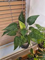 Alocasia Calcullata Variegata, Ophalen of Verzenden, Halfschaduw, Minder dan 100 cm