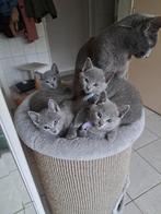 Blauwe Rus katertje, Dieren en Toebehoren, Kater, Gechipt