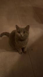 Britse korthaar kittens LAATSTE POESJE!, Dieren en Toebehoren, Katten en Kittens | Raskatten | Korthaar, Meerdere dieren, Ontwormd