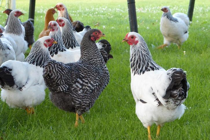 Wyandotte krielkippen, Dieren en Toebehoren, Pluimvee, Kip, Meerdere dieren