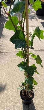 Hedera hibernica / klimop, Ophalen, Vaste plant, Bloeit niet, Halfschaduw