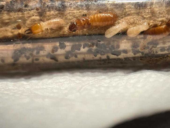 Termieten uit China te koop., Dieren en Toebehoren, Insecten en Spinnen, Overige soorten