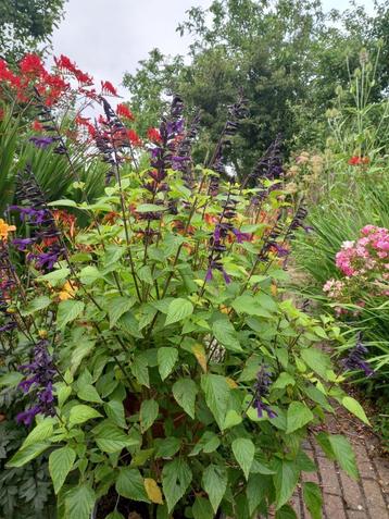 salvia amistad beschikbaar voor biedingen