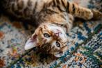 Bengaalse kittens, Dieren en Toebehoren, Katten en Kittens | Raskatten | Korthaar, Meerdere dieren, Gechipt, 0 tot 2 jaar